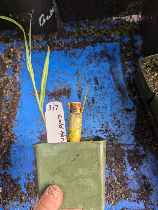 Cold Hardy #8 Sugarcane