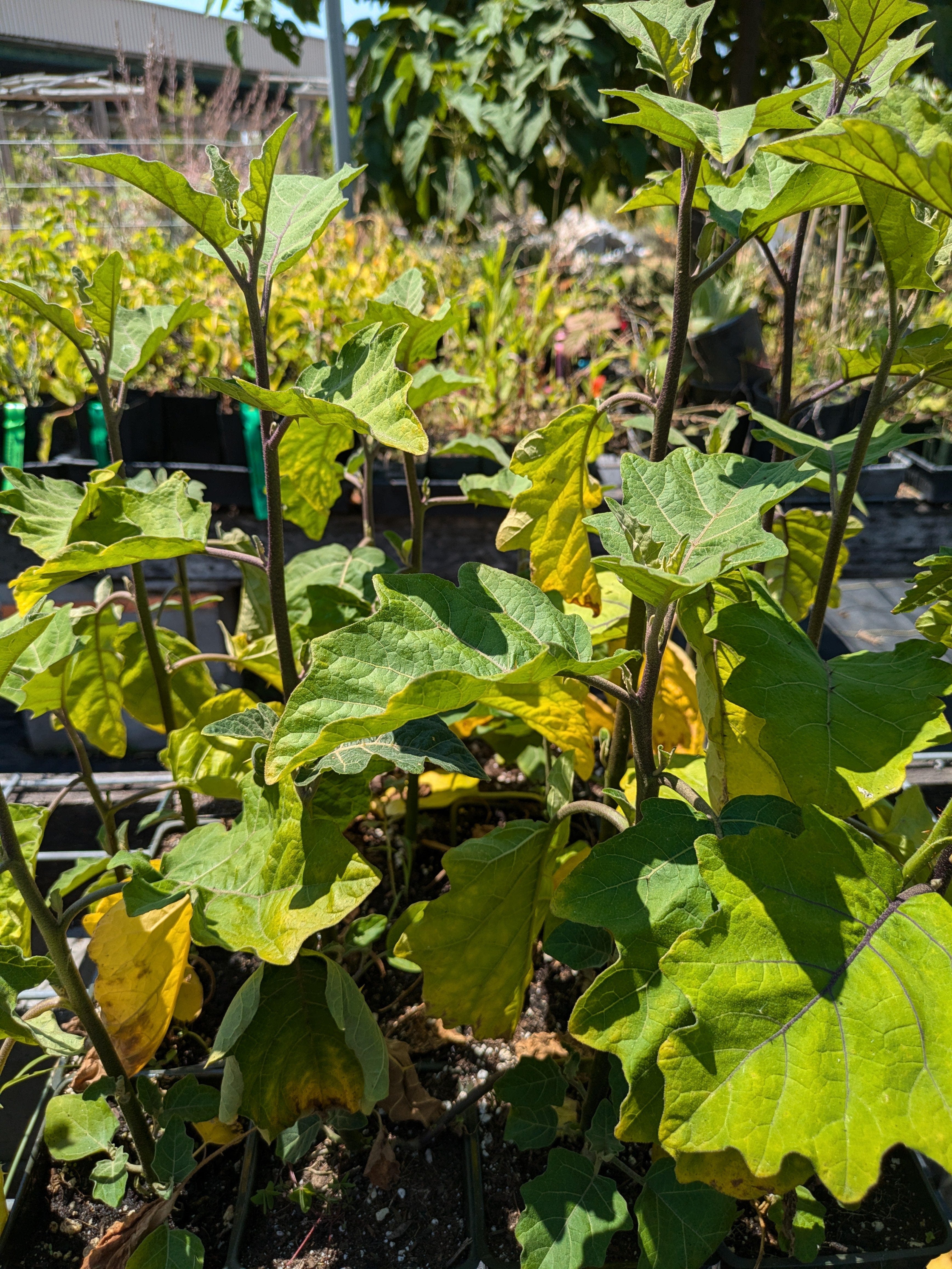 Pea Eggplant (can be a rootstock for perennial eggplant) – Planting Justice