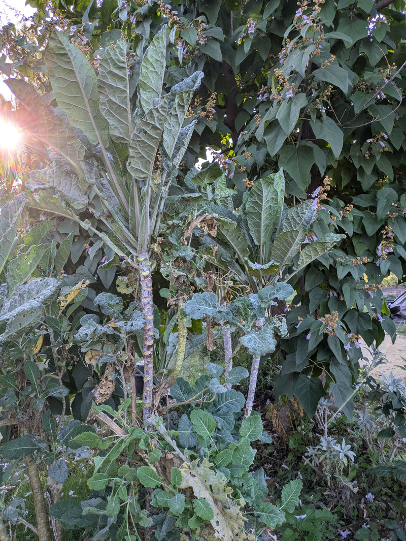 Load image into Gallery viewer, Julio's PT Tree Kale