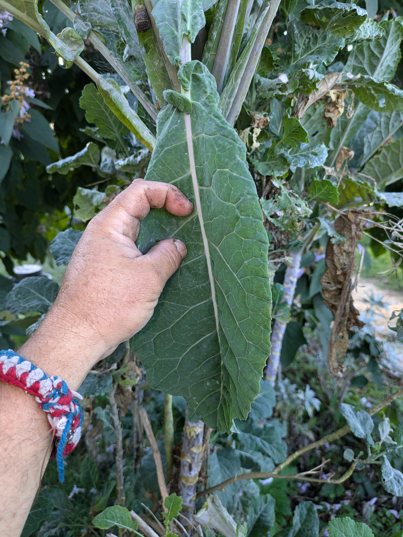 Load image into Gallery viewer, Julio's PT Tree Kale