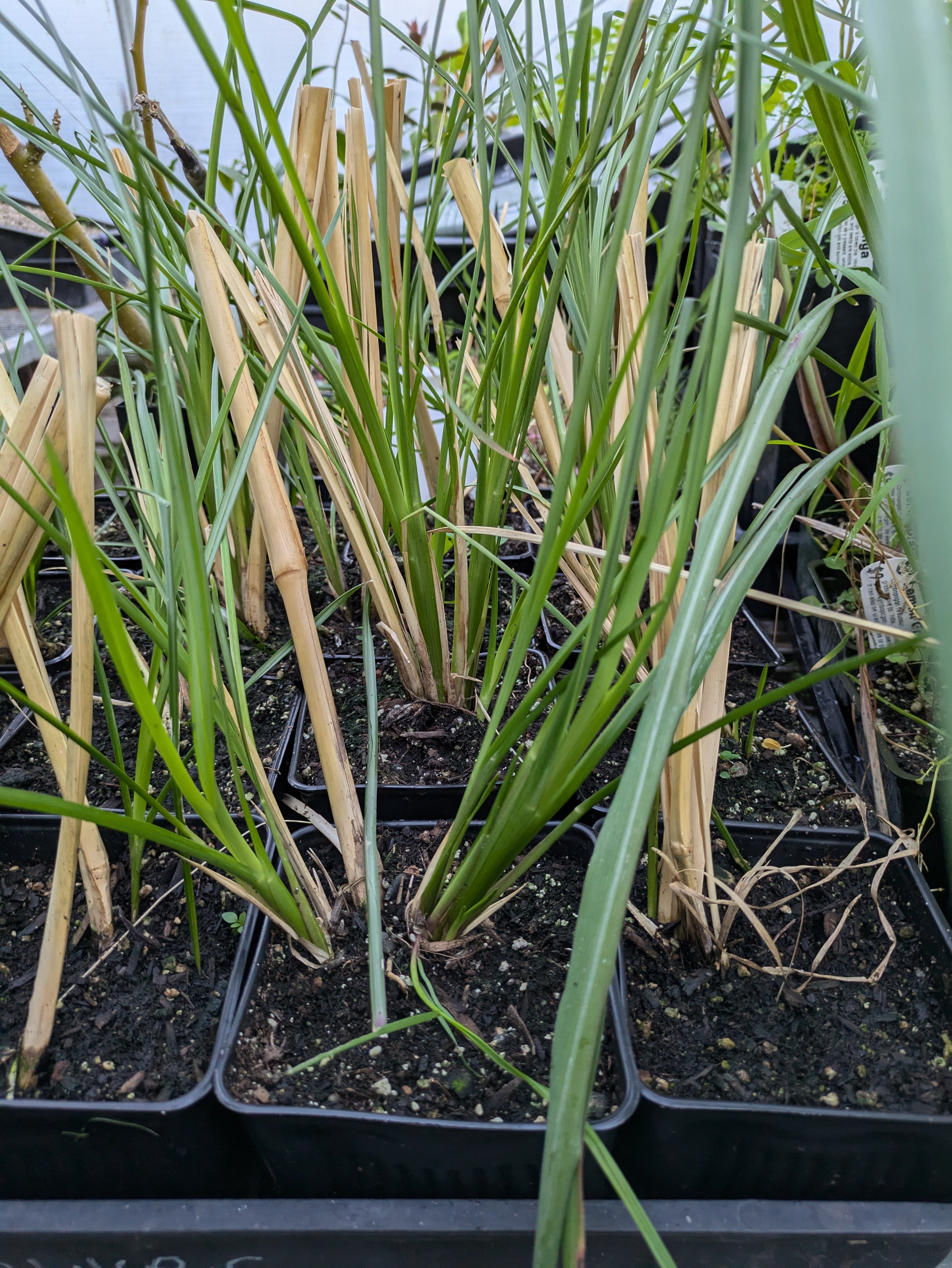 Vetiver Grass – Planting Justice