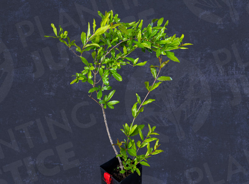 Load image into Gallery viewer, Palermo Pomegranate