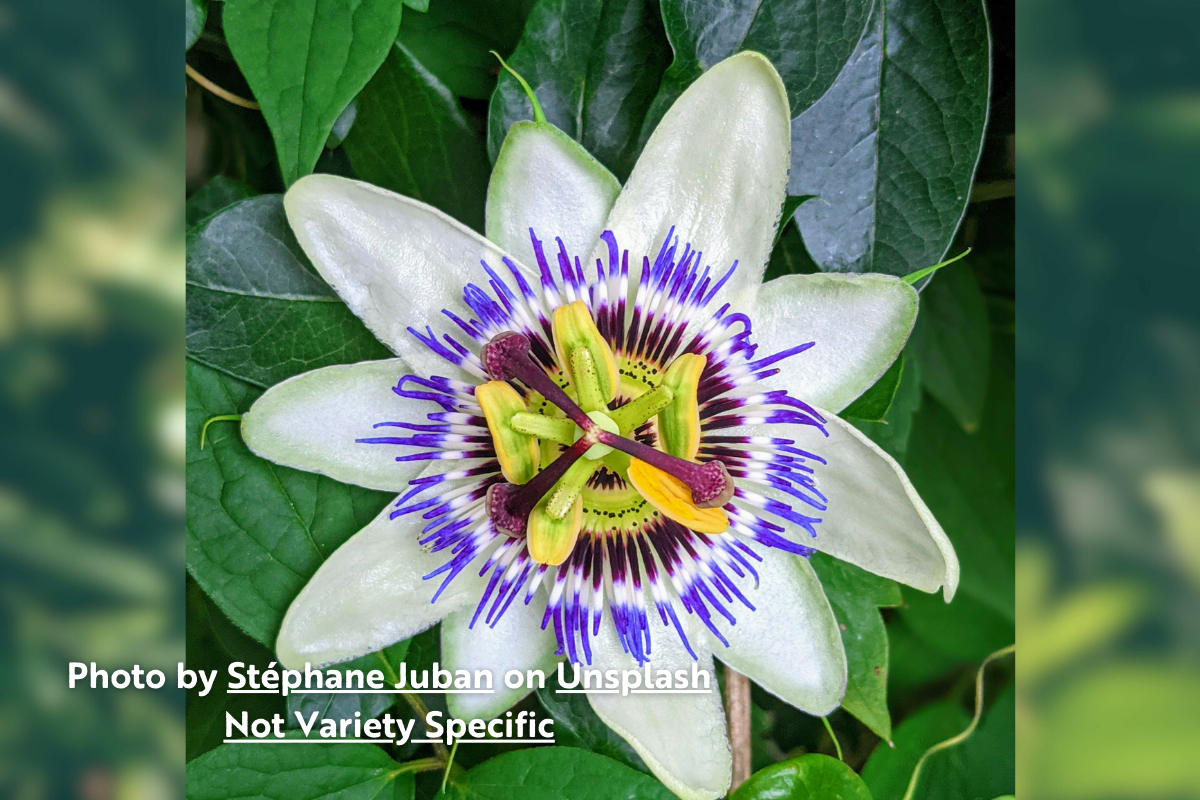 フラワー Frederick's Purple Passion Fruit (Passiflora edulis) - – Planting