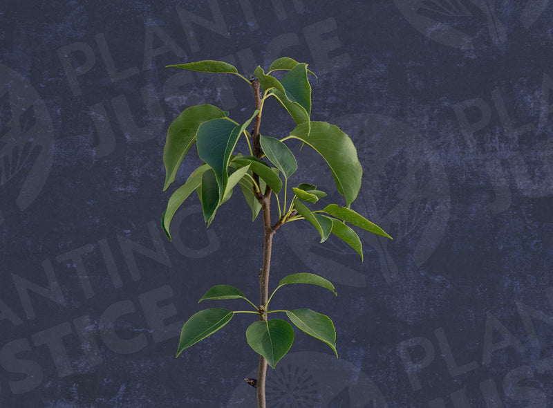 Load image into Gallery viewer, Shinko Asian Pear