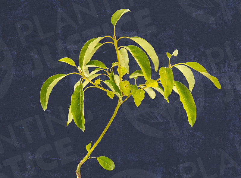 Load image into Gallery viewer, Pinkerton Avocado