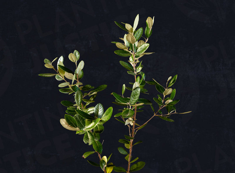 Load image into Gallery viewer, Ramsey Pineapple Guava