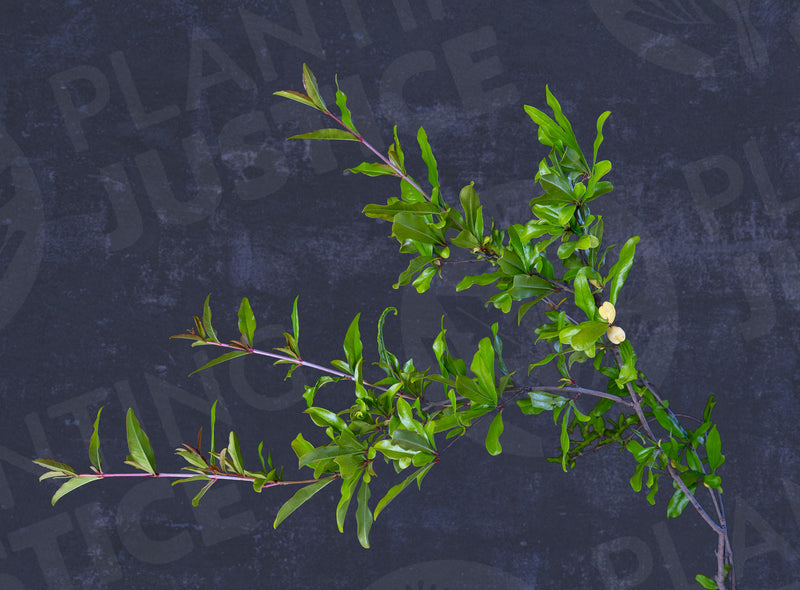 Load image into Gallery viewer, Rannii Pomegranate
