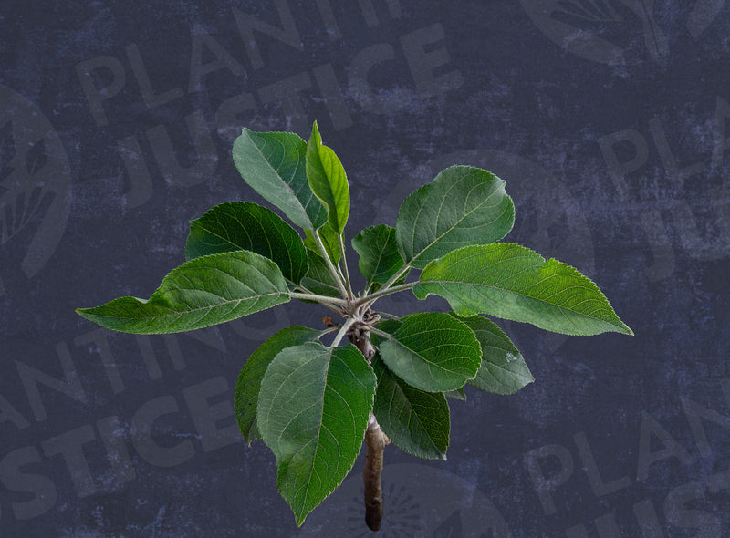Load image into Gallery viewer, Red Delicious Apple