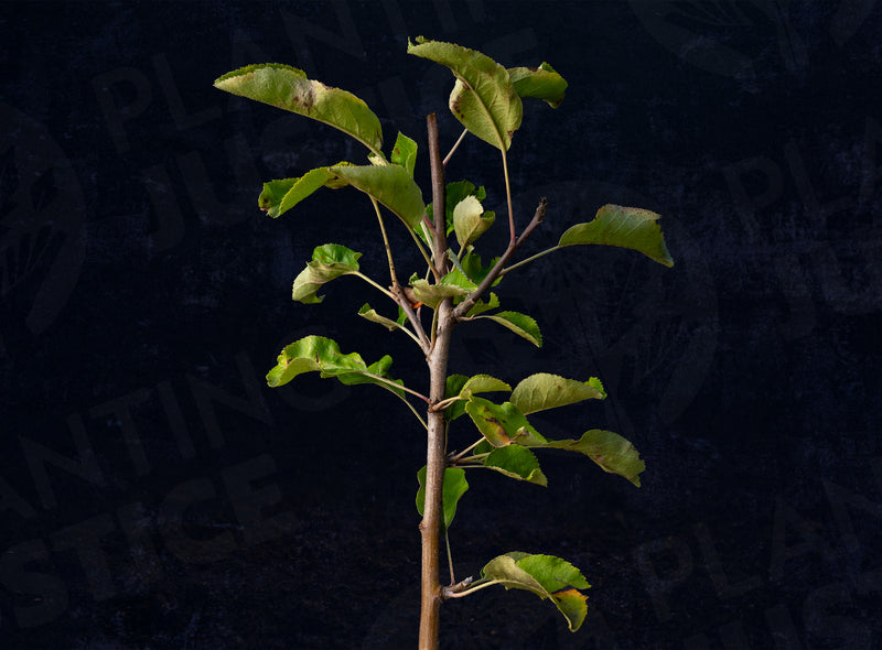 Load image into Gallery viewer, Sierra Beauty Apple