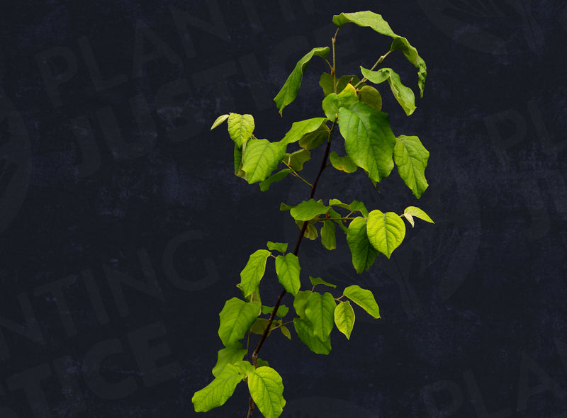 Load image into Gallery viewer, Smyrna Quince