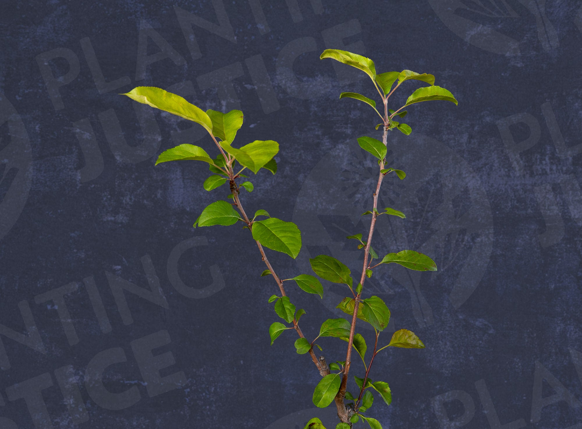 Snow Apple – Planting Justice
