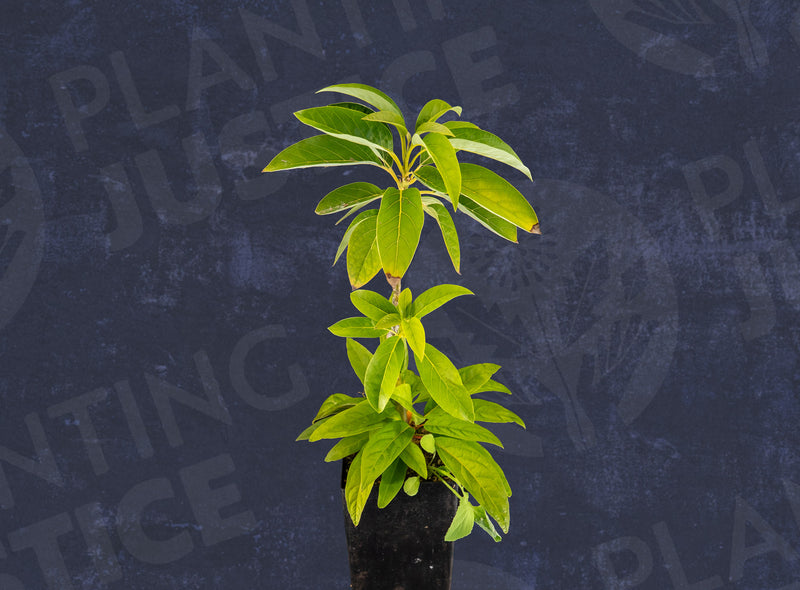 Load image into Gallery viewer, Stewart Avocado