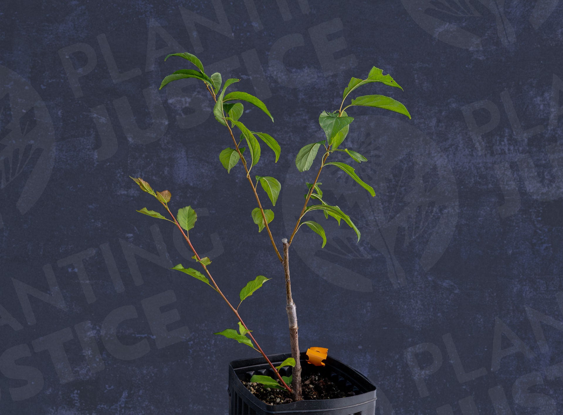 Toka-Hybrid-Plum-Planting-