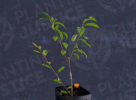 Toka Hybrid Plum