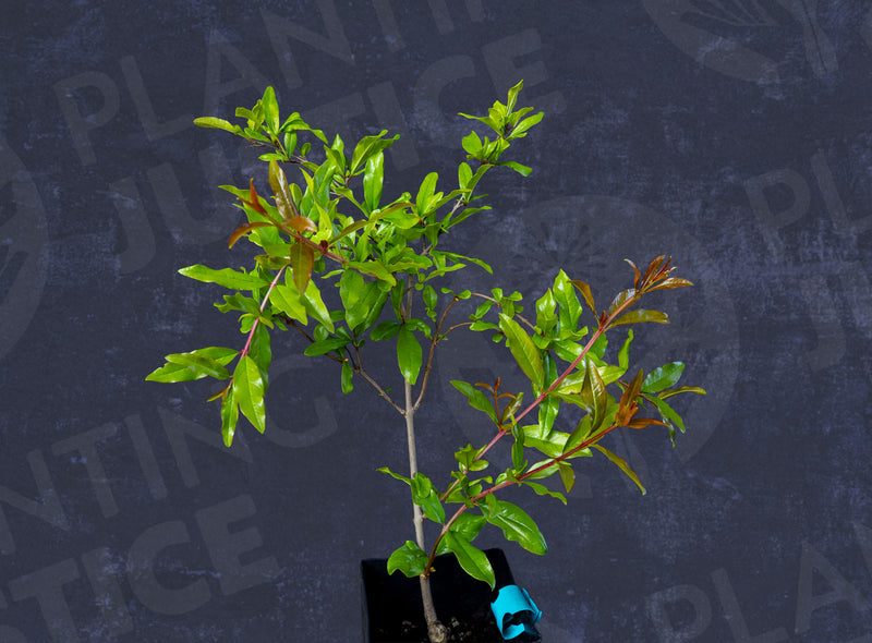 Load image into Gallery viewer, Utah Sweet Pomegranate