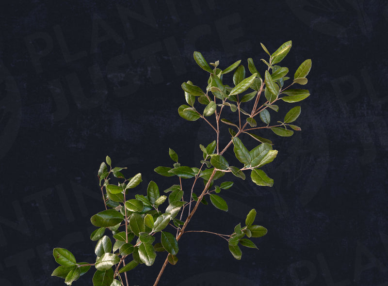 Load image into Gallery viewer, Waingaro™ Pineapple Guava (Feijoa sellowiana)