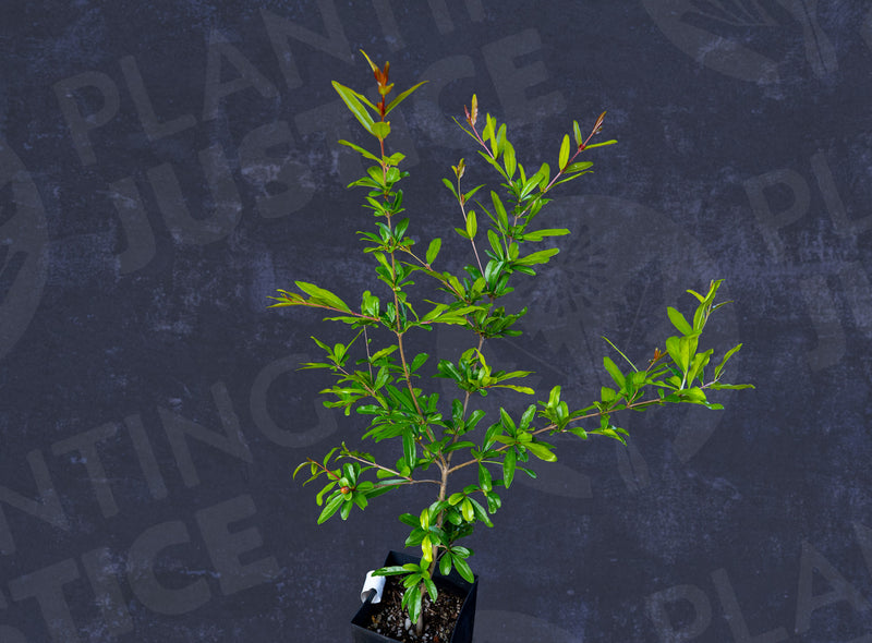 Load image into Gallery viewer, Cutting Wood of Pomegranate - White