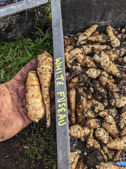 White Fuseau Sunchoke
