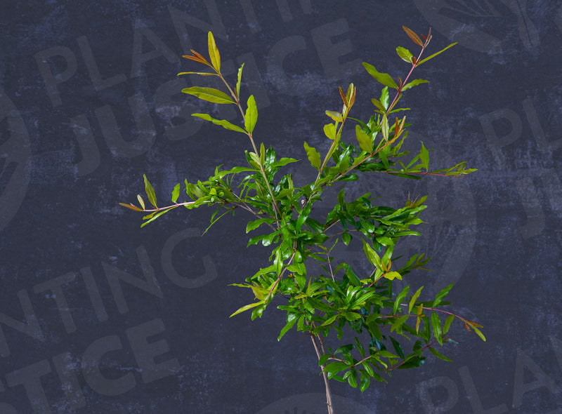 Load image into Gallery viewer, Cutting Wood of Pomegranate - Wonderful
