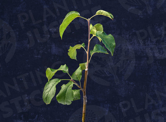 Wynooche Early Apple