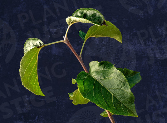 Wynooche Early Apple