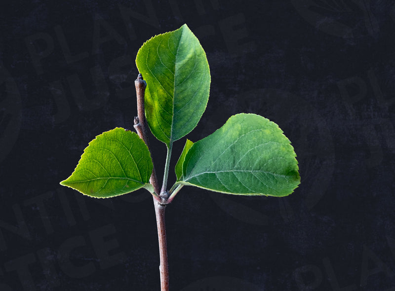 Load image into Gallery viewer, Yellow Transparent Early Apple