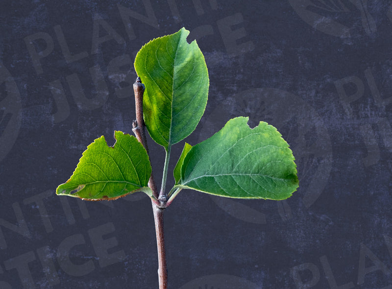 Load image into Gallery viewer, Yellow Transparent Early Apple
