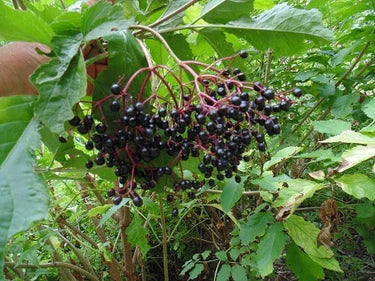 Cutting Wood of Elderberry - Allesso