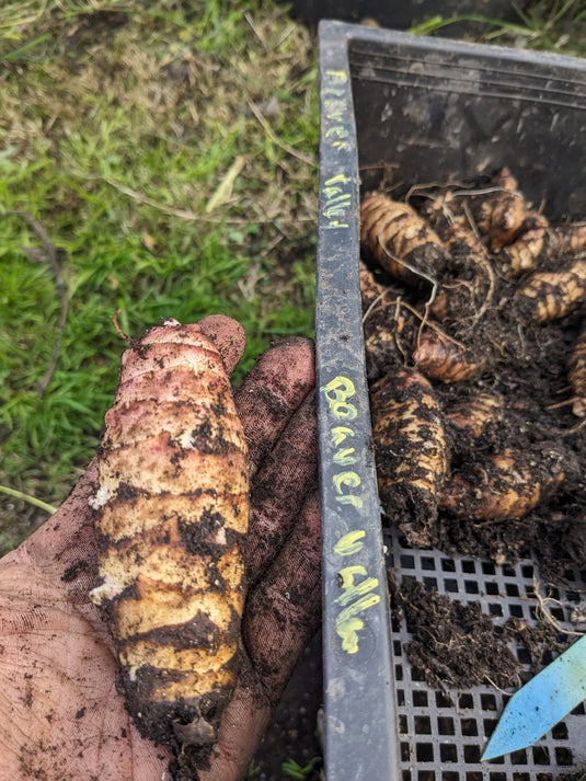 Beaver Valley Purple Sunchoke