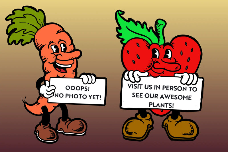 Load image into Gallery viewer, Cartoon carrot and strawberry characters holding signs with placeholder text on a gradient background.
