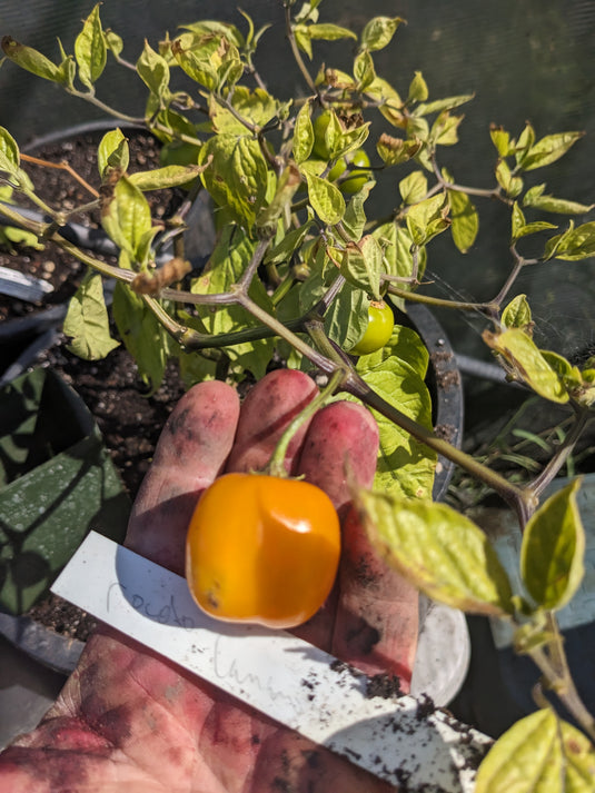 Canario Yellow Rocoto