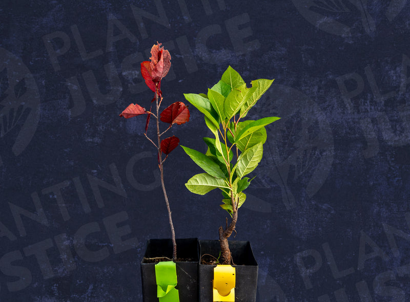 Load image into Gallery viewer, Schubert Chokecherry (Prunus virginiana”Schubert”)