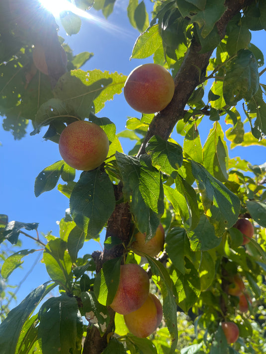 Howard Miracle Japanese Plum