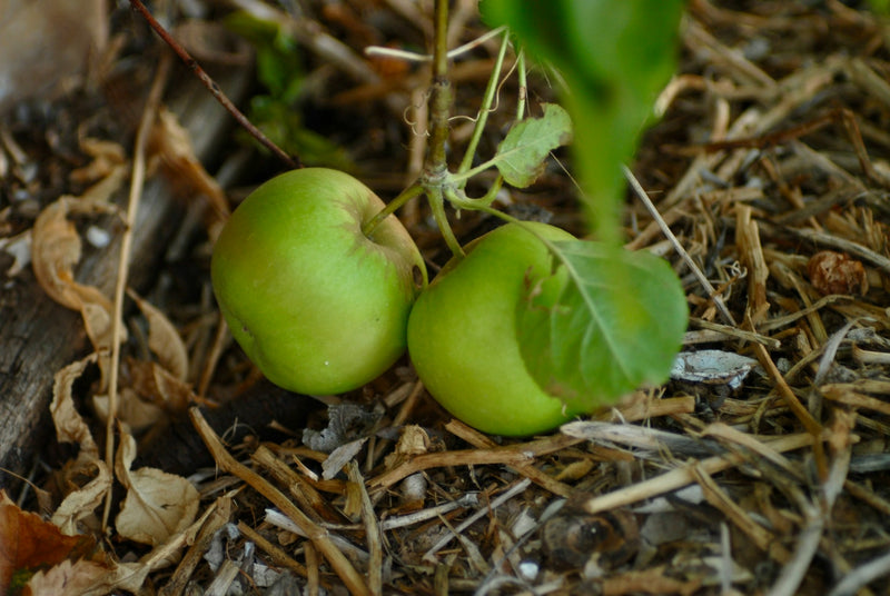 Load image into Gallery viewer, Granny Smith Apples on a tree