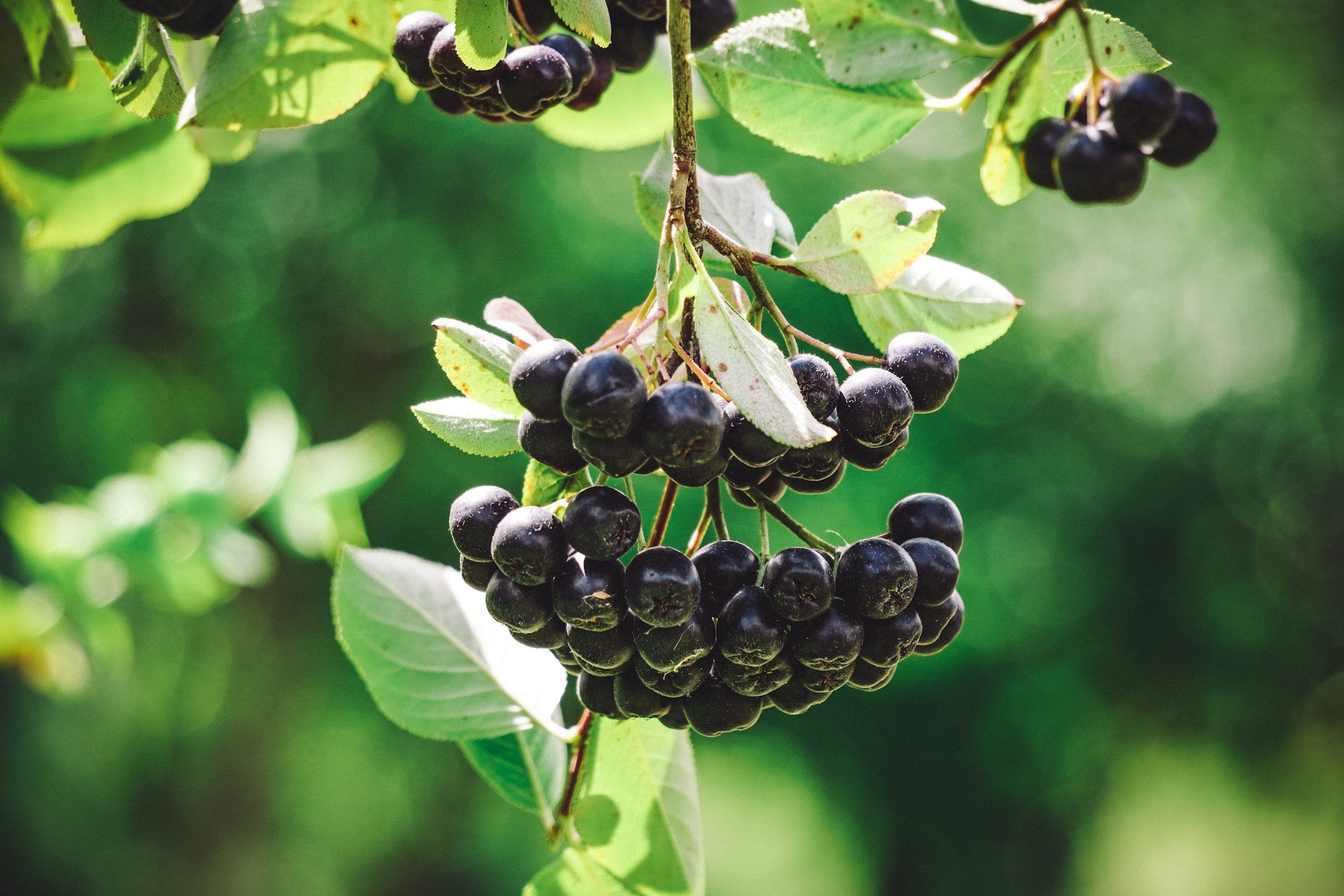 aronia berry planting Aronia Seedling – Planting Justice