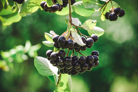 Autumn Magic Aronia