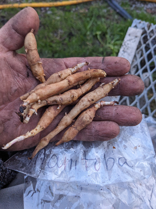 Manitoba Dwarf Sunchoke