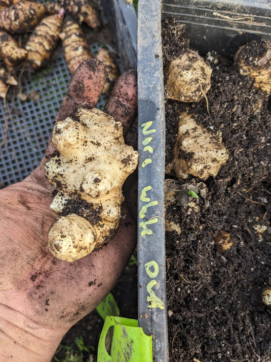 Nora White Dwarf Sunchokes