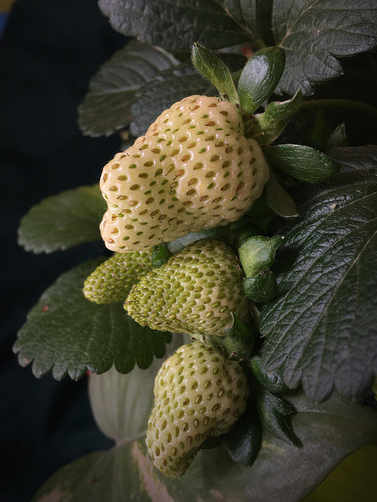 White Pineberry Strawberry