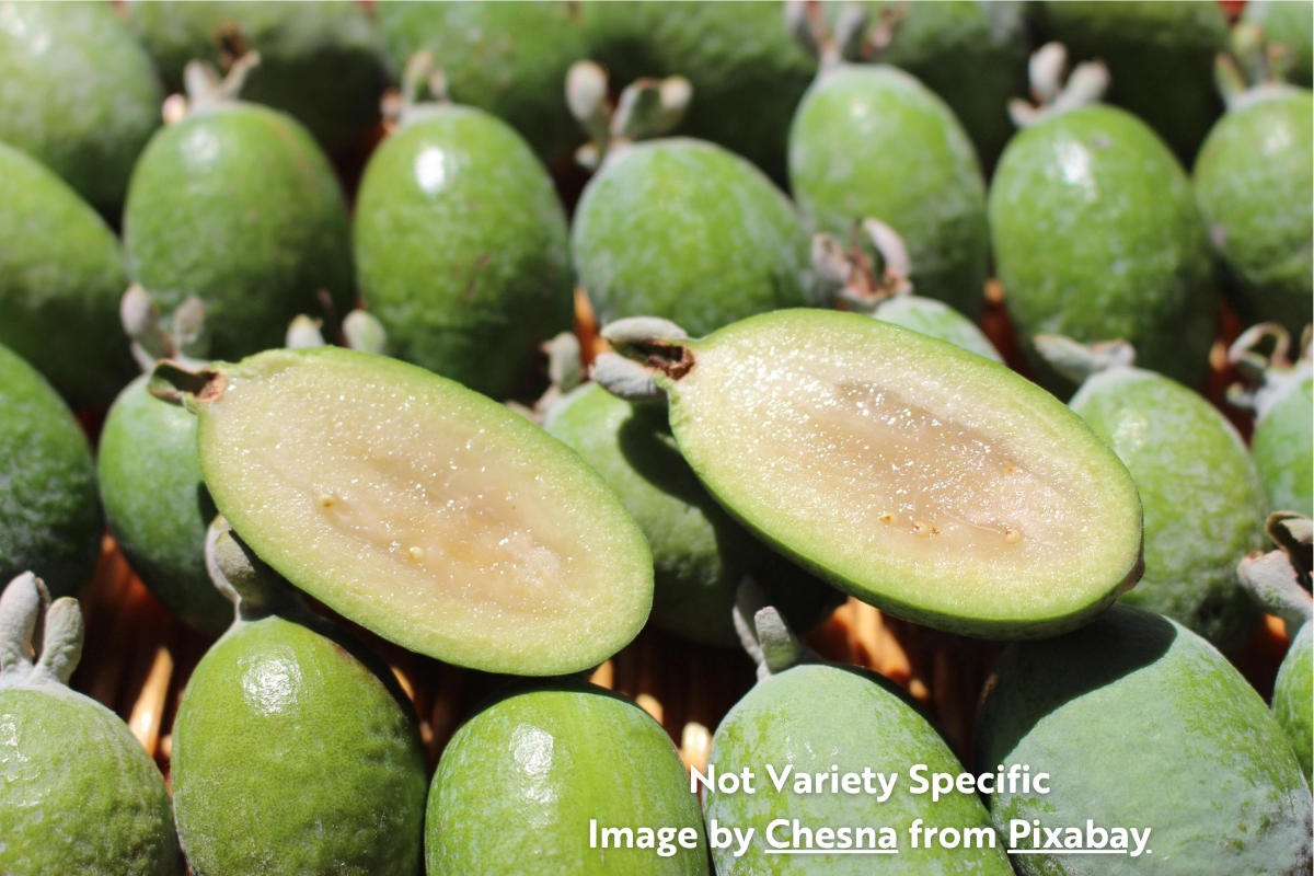 different types of pineapple guava plants Apollo Pineapple Guava – Planting Justice