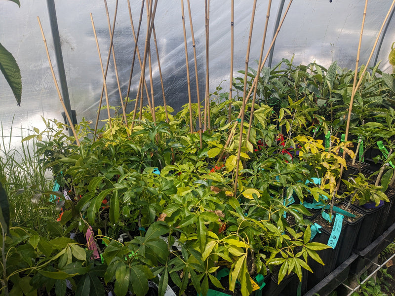 Load image into Gallery viewer, Suebelle White Sapote