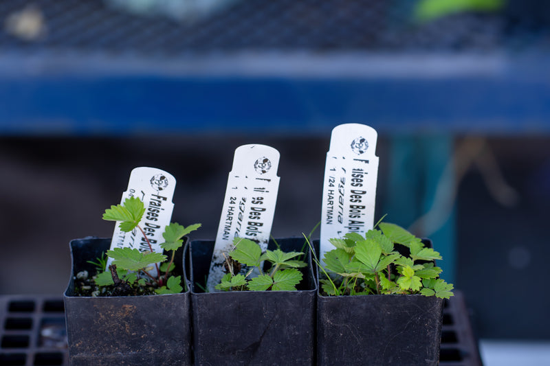 Load image into Gallery viewer, Woodland strawberry (Fraise de Bois)