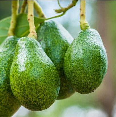 Load image into Gallery viewer, Zutano Avocado
