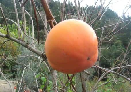 Fuyu Hana Persimmon
