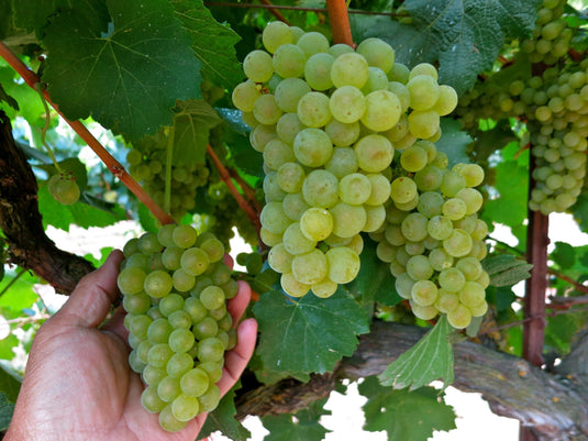 Chardonnay Dijon 76 Grape