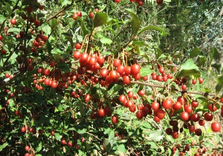 Sweet Scarlet Goumi (Elaeagnus multiflora)