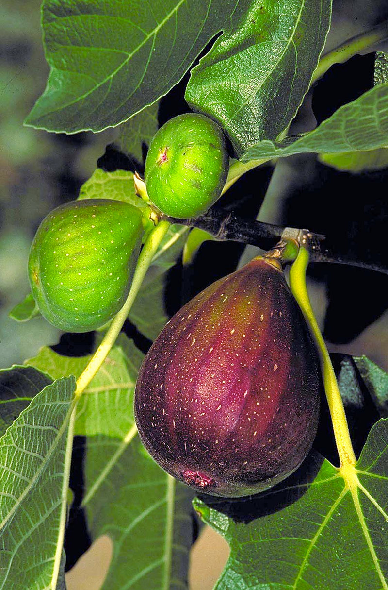 Load image into Gallery viewer, Brown Turkey Fig