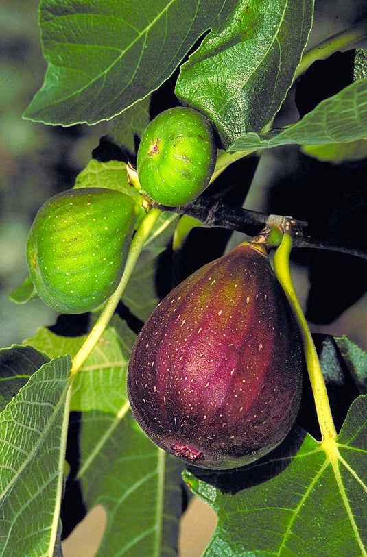 Brown Turkey Fig
