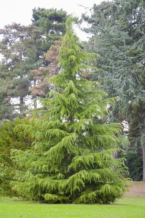 Deodar Cedar ( Cedrus deodara)