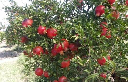 Hydranar X Goulosha Pomegranate